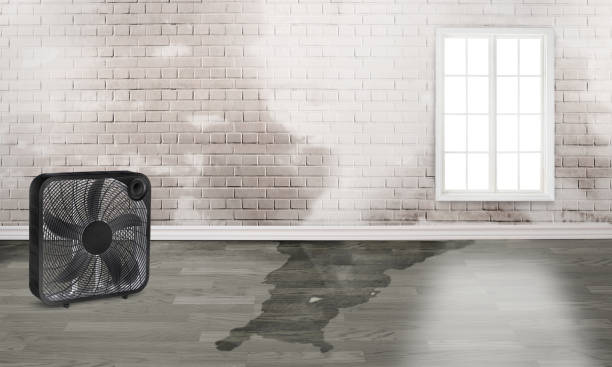 Best Mold removal after water damage  in Pleasantville, NY